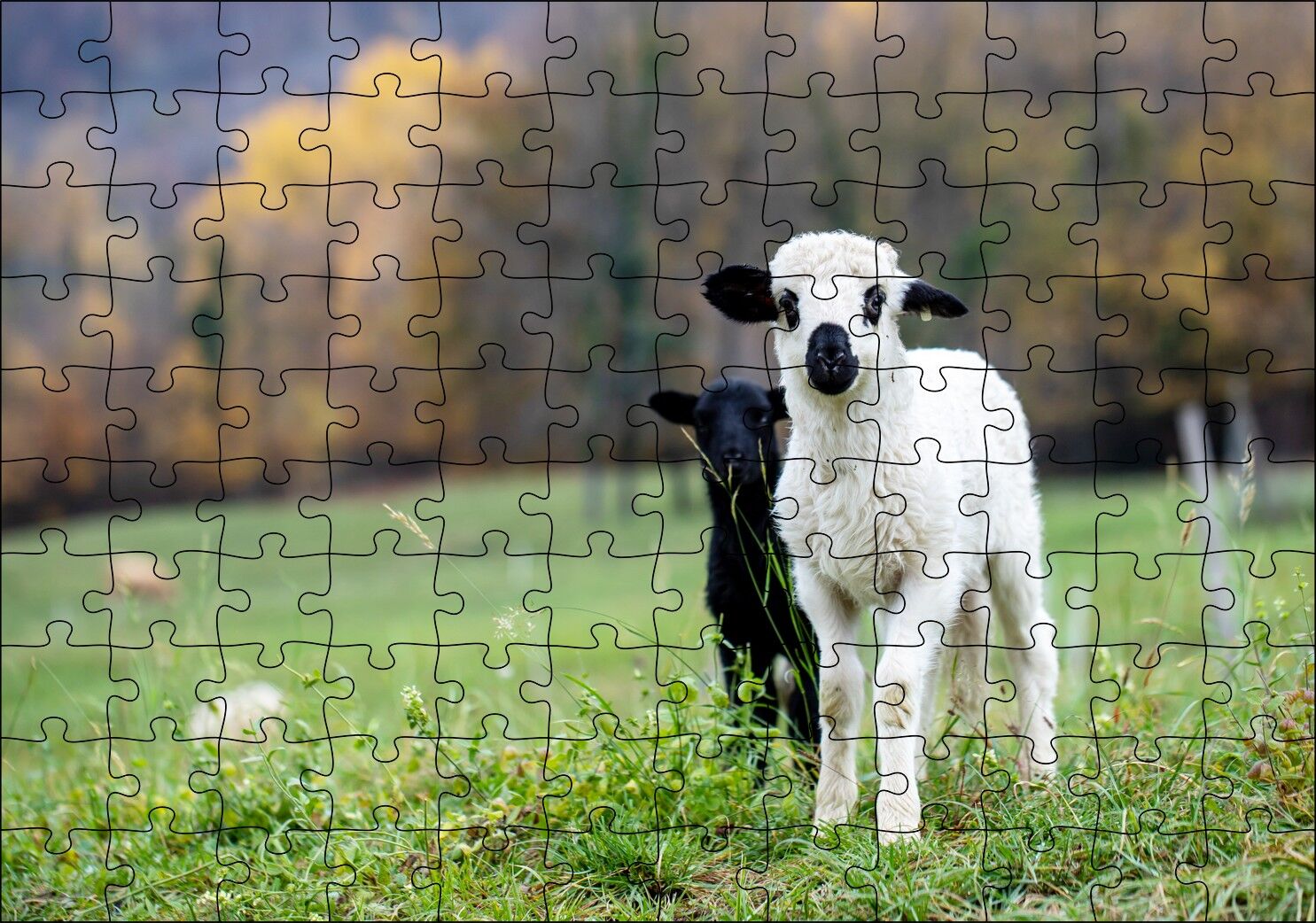Çayırda Beyaz ve Siyah Kuzular Flu Arka Plan Puzzle Yapboz MDF Ahşap 120 Parça 24 cm X 34 cm