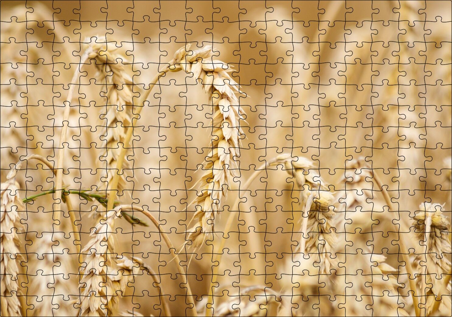 Eğilmiş Buğday Başakları Yakın Çekim Puzzle Yapboz MDF Ahşap 255 Parça 34 cm X 49 cm