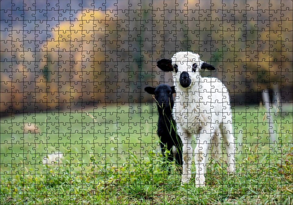 Çayırda Beyaz ve Siyah Kuzular Flu Arka Plan Puzzle Yapboz MDF Ahşap 500 Parça 49 cm X 68 cm