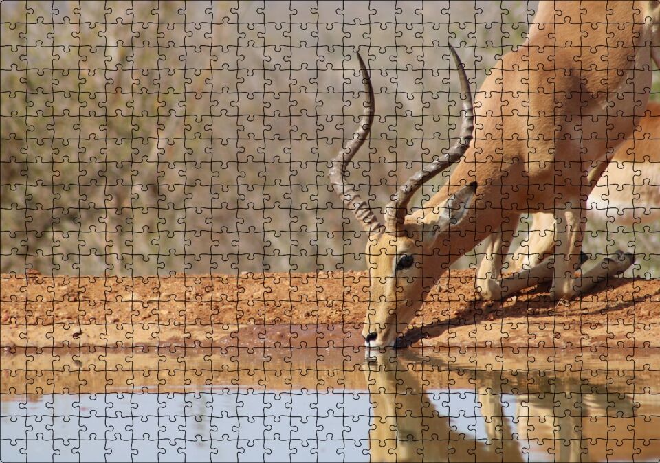 Savanada Diz Çökmüş Su İçen İmpala Puzzle Yapboz MDF Ahşap 500 Parça 49 cm X 68 cm