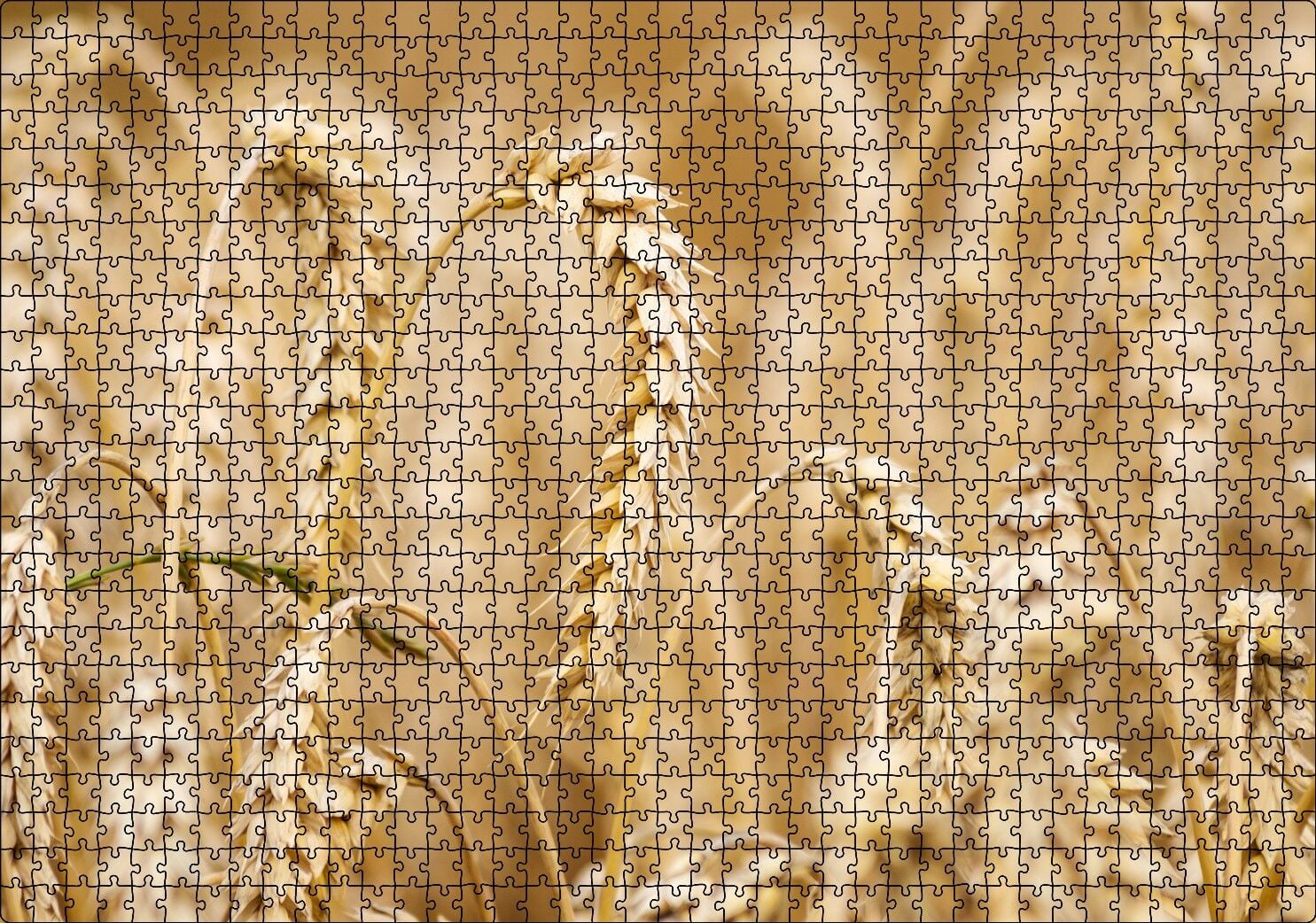 Eğilmiş Buğday Başakları Yakın Çekim Puzzle Yapboz MDF Ahşap 1000 Parça 49 cm X 68 cm