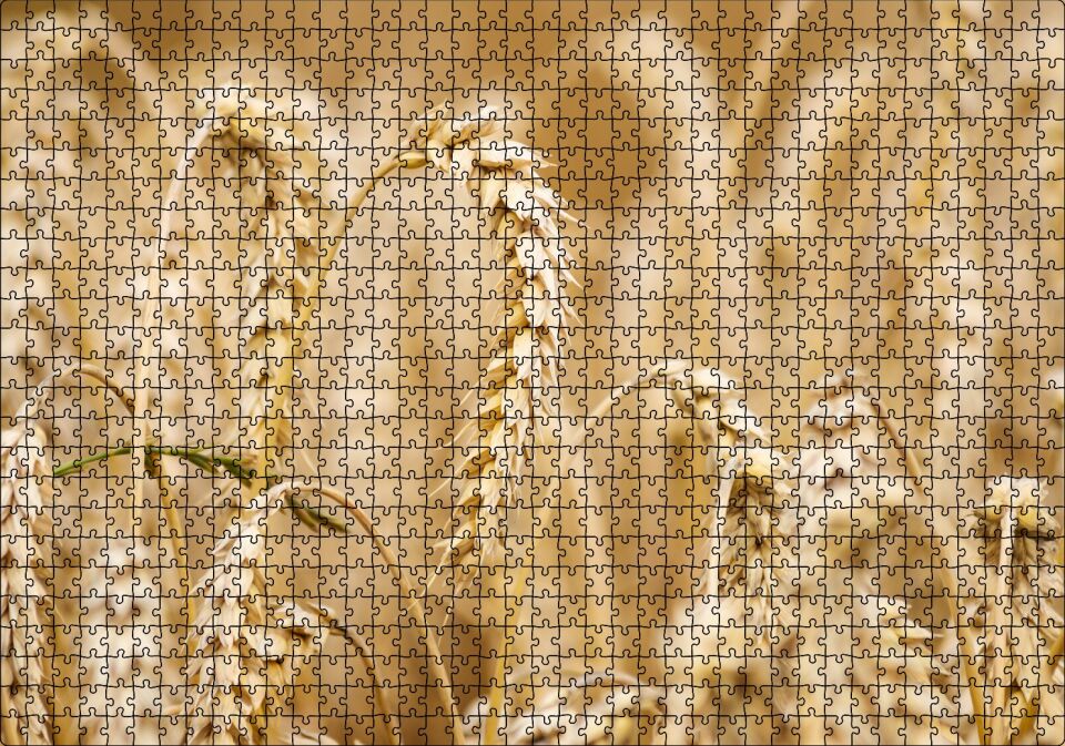 Eğilmiş Buğday Başakları Yakın Çekim Puzzle Yapboz MDF Ahşap 1000 Parça 49 cm X 68 cm