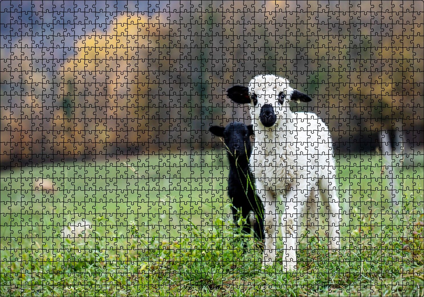 Çayırda Beyaz ve Siyah Kuzular Flu Arka Plan Puzzle Yapboz MDF Ahşap 1000 Parça 49 cm X 68 cm