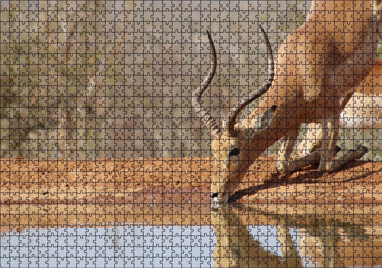 Savanada Diz Çökmüş Su İçen İmpala Puzzle Yapboz MDF Ahşap 1000 Parça 49 cm X 68 cm