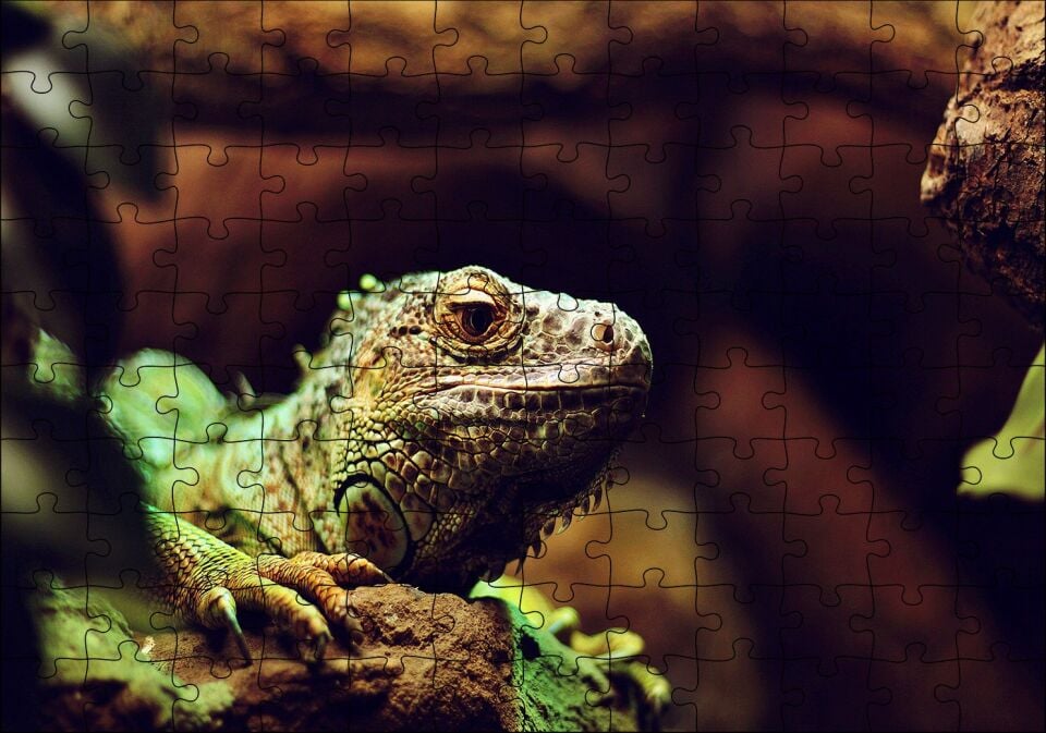 İguana Yakın Plan Flu Arka Plan Puzzle Yapboz MDF Ahşap 120 Parça 24 cm X 34 cm