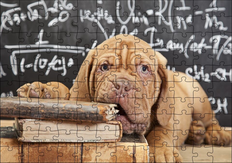 Kitapları Dişleyen Kahverengi Sharpy Yavrusu Puzzle Yapboz MDF Ahşap 120 Parça 24 cm X 34 cm
