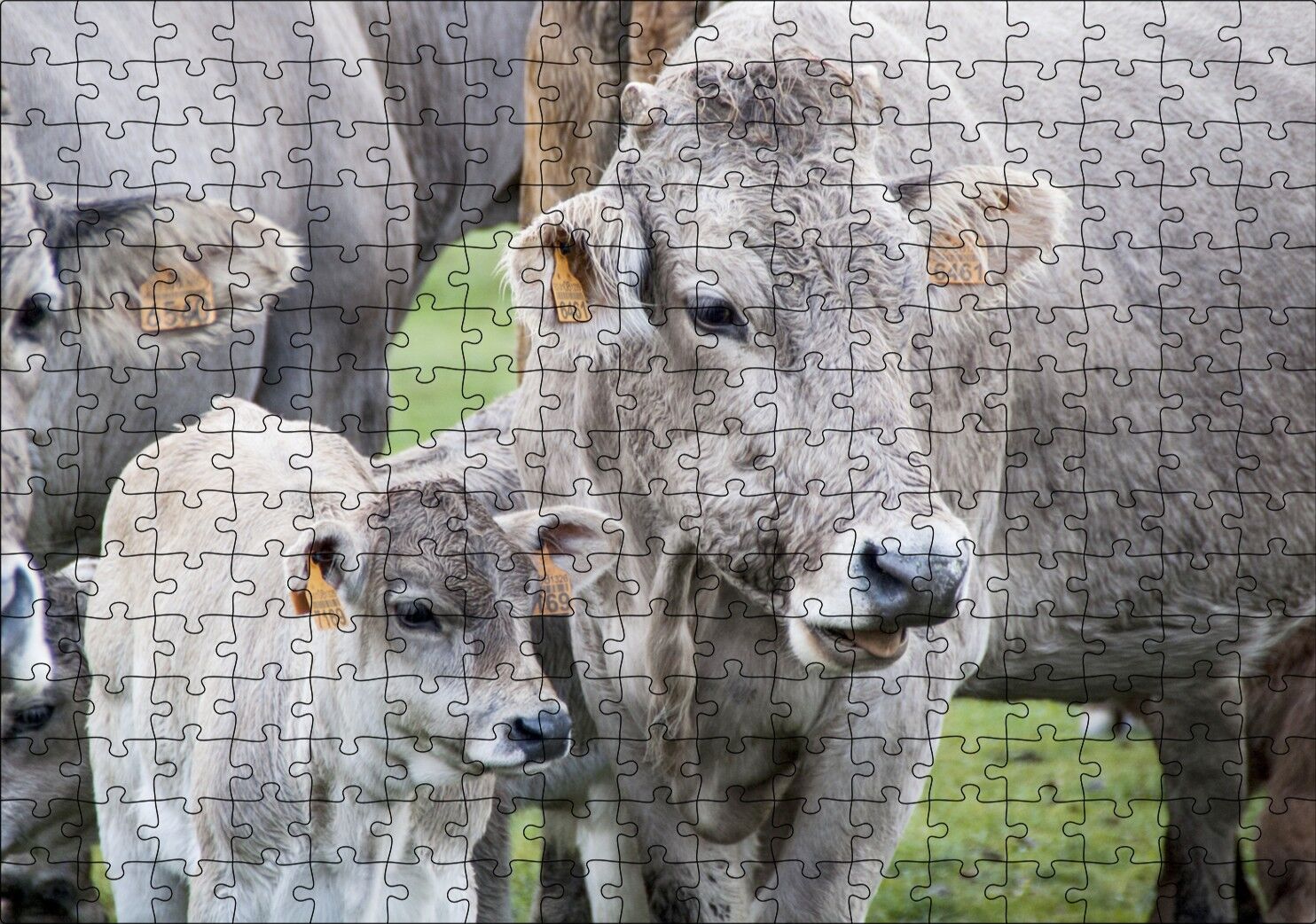 Çayırda Gri İnekler ve Sevimli Buzağı Puzzle Yapboz MDF Ahşap 255 Parça 34 cm X 49 cm