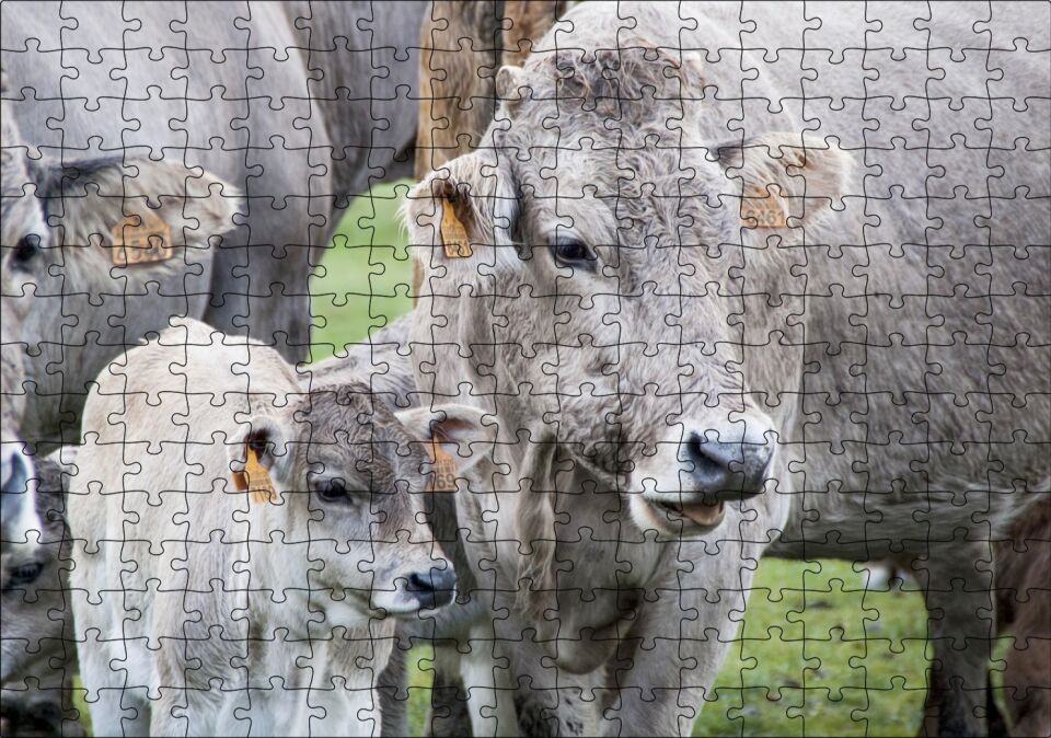 Çayırda Gri İnekler ve Sevimli Buzağı Puzzle Yapboz MDF Ahşap 255 Parça 34 cm X 49 cm