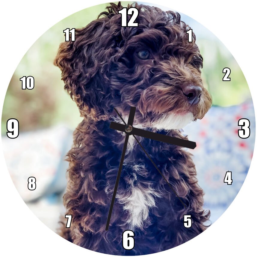 Siyah Beyaz Kıvırcık Tüylü Terrier  Mdf Ahşap Duvar Saati 50 cm Çap