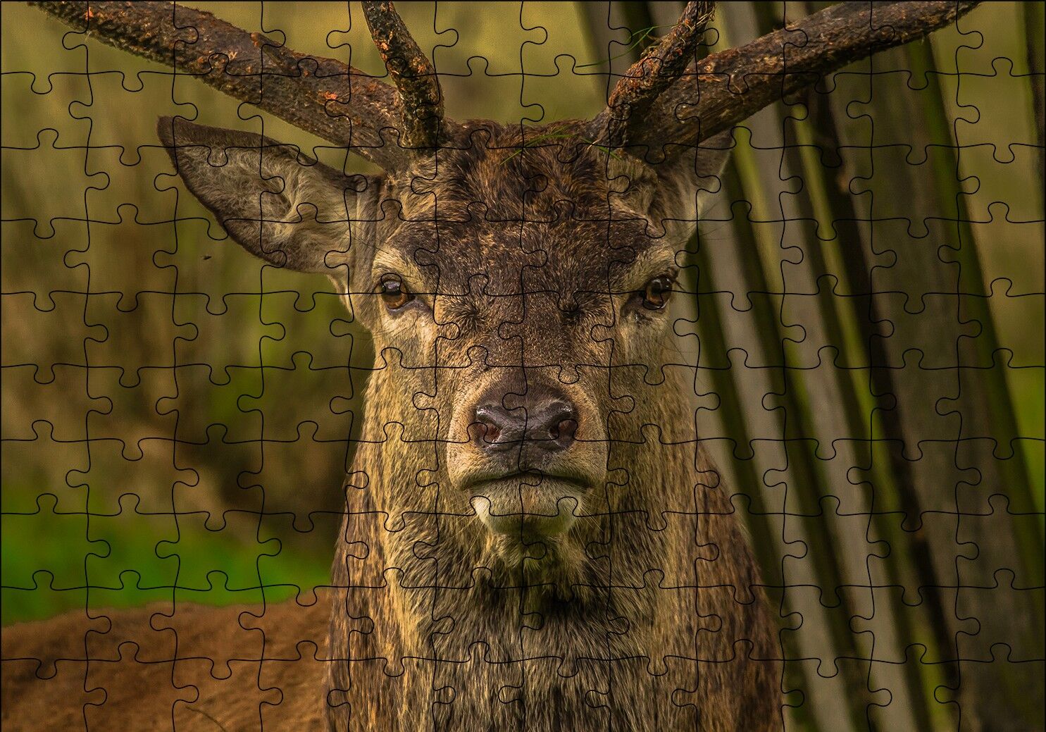 Görkemli Geyik Yakın Çekim Puzzle Yapboz MDF Ahşap 120 Parça 24 cm X 34 cm