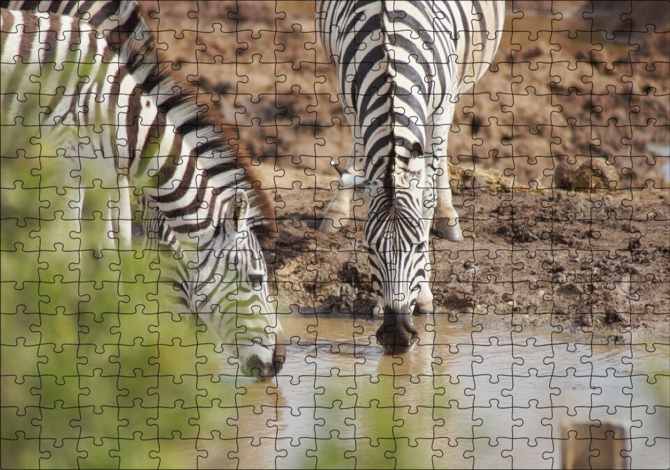 Savanada Su İçen Zebralar Puzzle Yapboz MDF Ahşap 255 Parça 34 cm X 49 cm