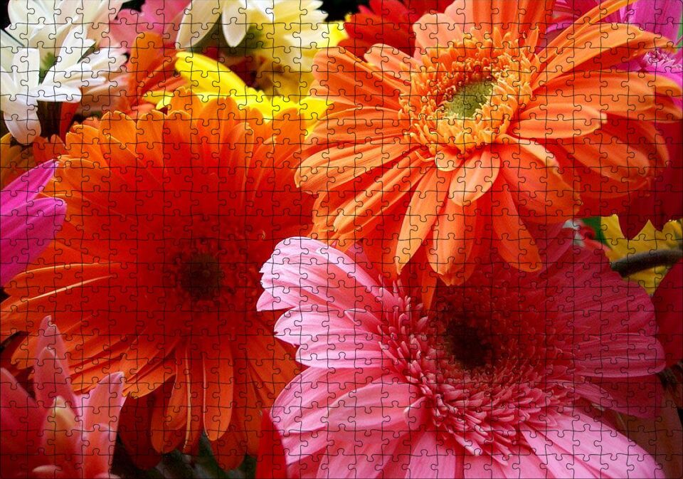 Gerbera Çiçekleri Turunculu Pembeli Puzzle Yapboz MDF Ahşap 500 Parça 49 cm X 68 cm
