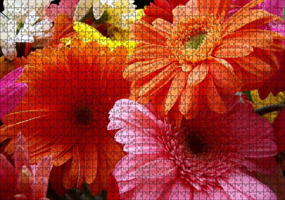 Gerbera Çiçekleri Turunculu Pembeli Puzzle Yapboz MDF Ahşap 1000 Parça 49 cm X 68 cm