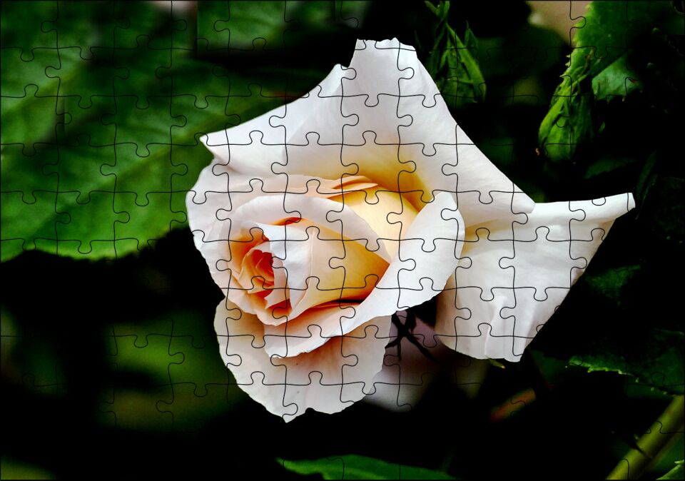 Sarı Beyaz Gül Yakın Çekim Puzzle Yapboz MDF Ahşap 120 Parça 24 cm X 34 cm