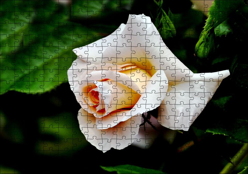 Sarı Beyaz Gül Yakın Çekim Puzzle Yapboz MDF Ahşap 255 Parça 34 cm X 49 cm