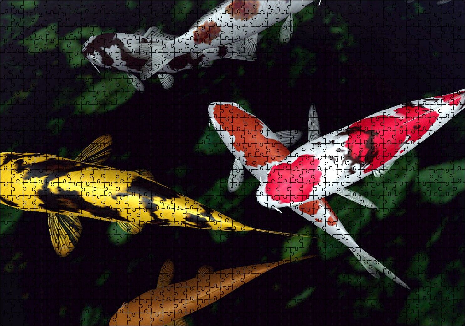 Koi Balıkları Yukarıdan Görünüm Puzzle Yapboz MDF Ahşap 1000 Parça 49 cm X 68 cm