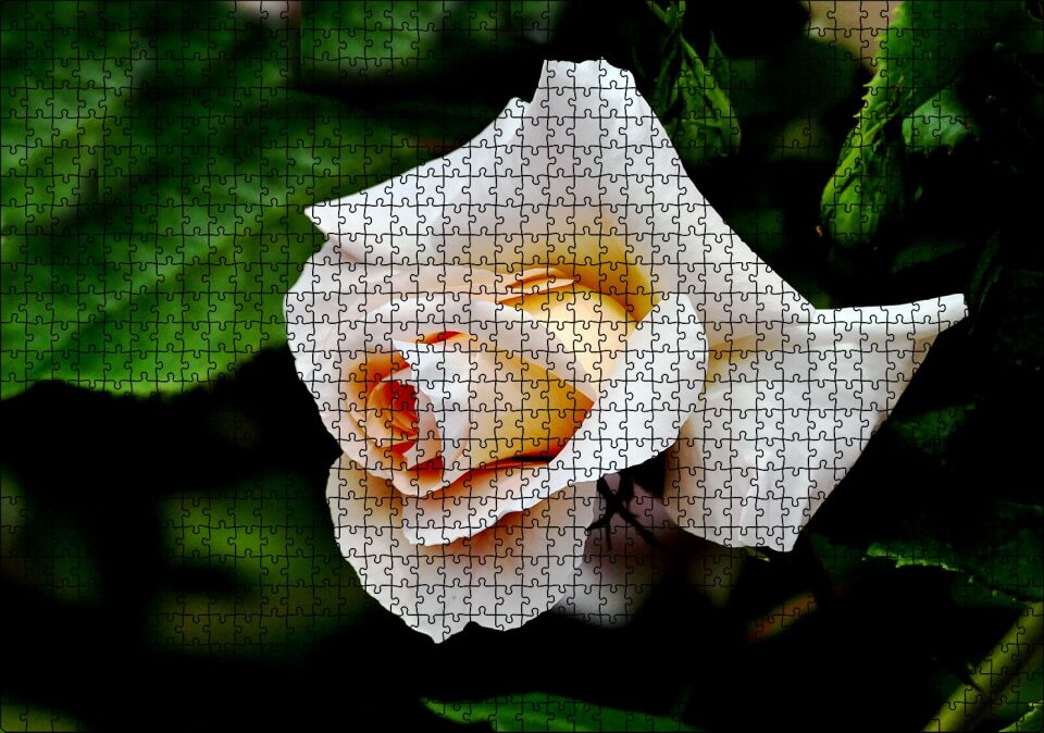 Sarı Beyaz Gül Yakın Çekim Puzzle Yapboz MDF Ahşap 1000 Parça 49 cm X 68 cm