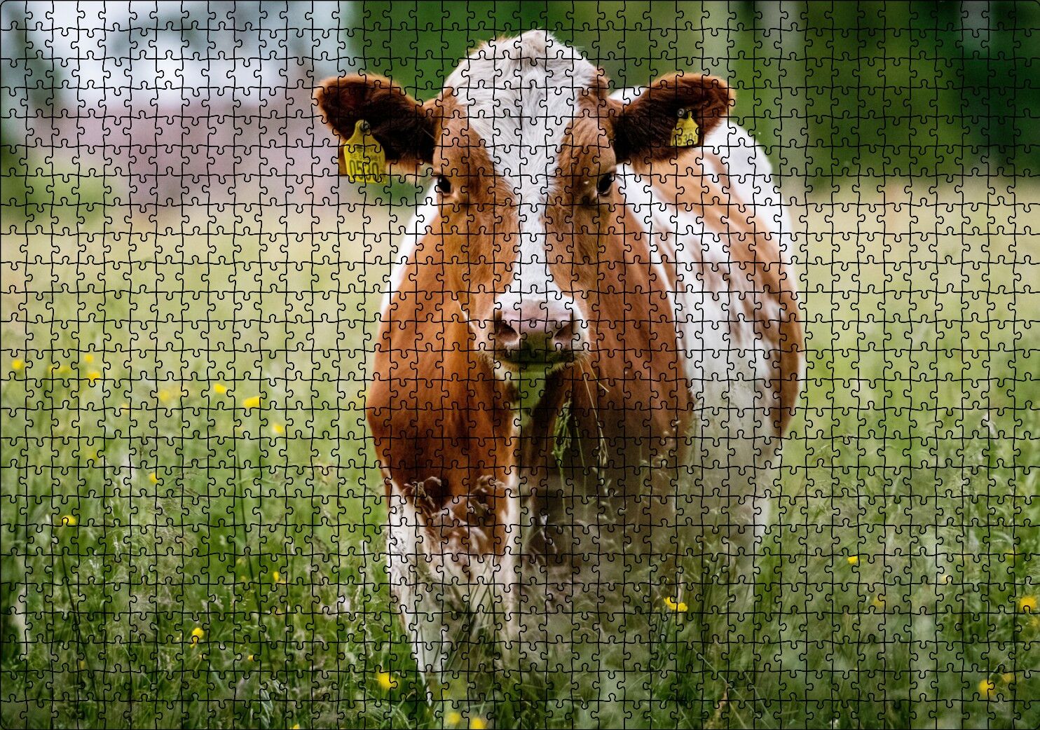 Çayırda Kahverengi Beyaz İnek Puzzle Yapboz MDF Ahşap 1000 Parça 49 cm X 68 cm