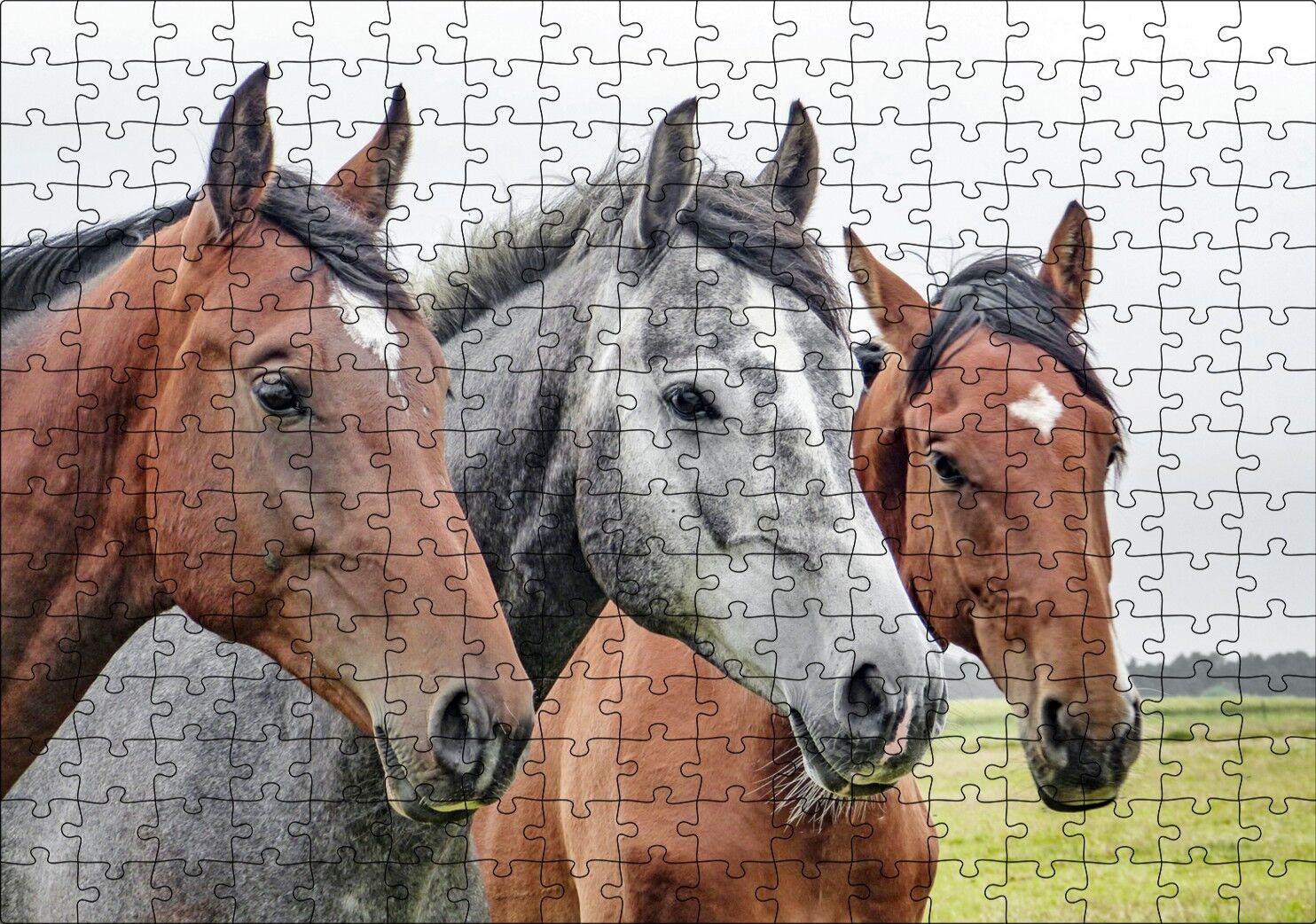 Çayırda Kahverengi ve Gri Atlar Yakın Çekim Puzzle Yapboz MDF Ahşap 255 Parça 34 cm X 49 cm