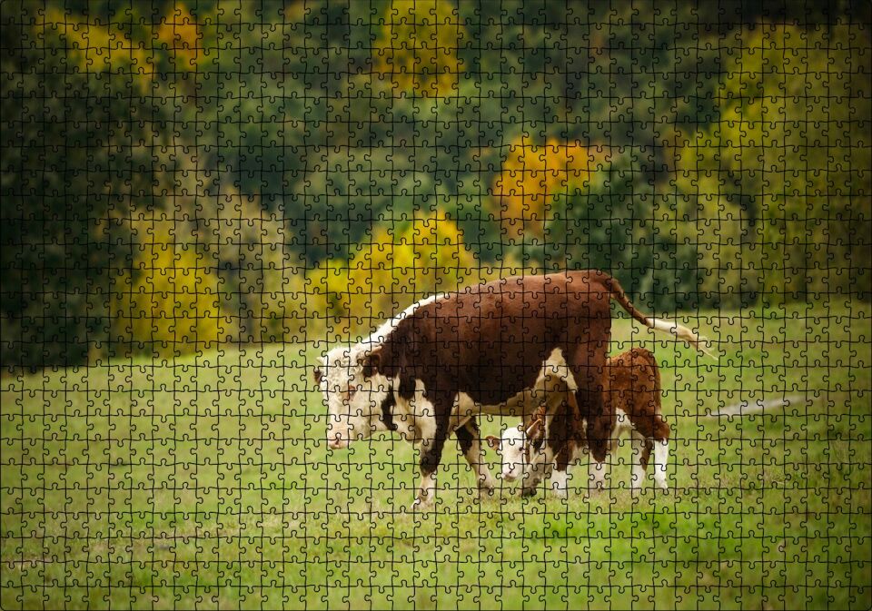 Doğada Öküz Ve Dana Koşturmacası Görseli Puzzle Yapboz MDF Ahşap 1000 Parça 49 cm X 68 cm