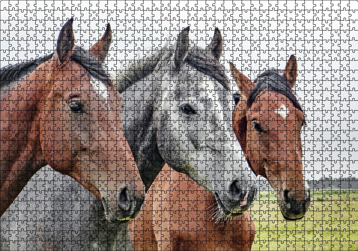 Çayırda Kahverengi ve Gri Atlar Yakın Çekim Puzzle Yapboz MDF Ahşap 1000 Parça 49 cm X 68 cm