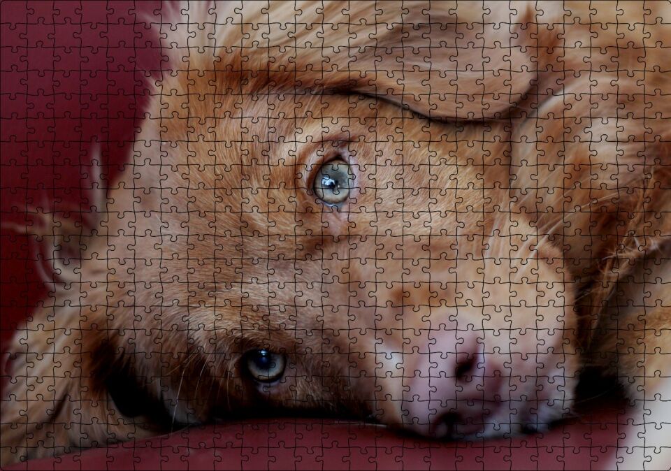 Sevimli Kahverengi Köpek Yakın Çekim Puzzle Yapboz MDF Ahşap 500 Parça 49 cm X 68 cm