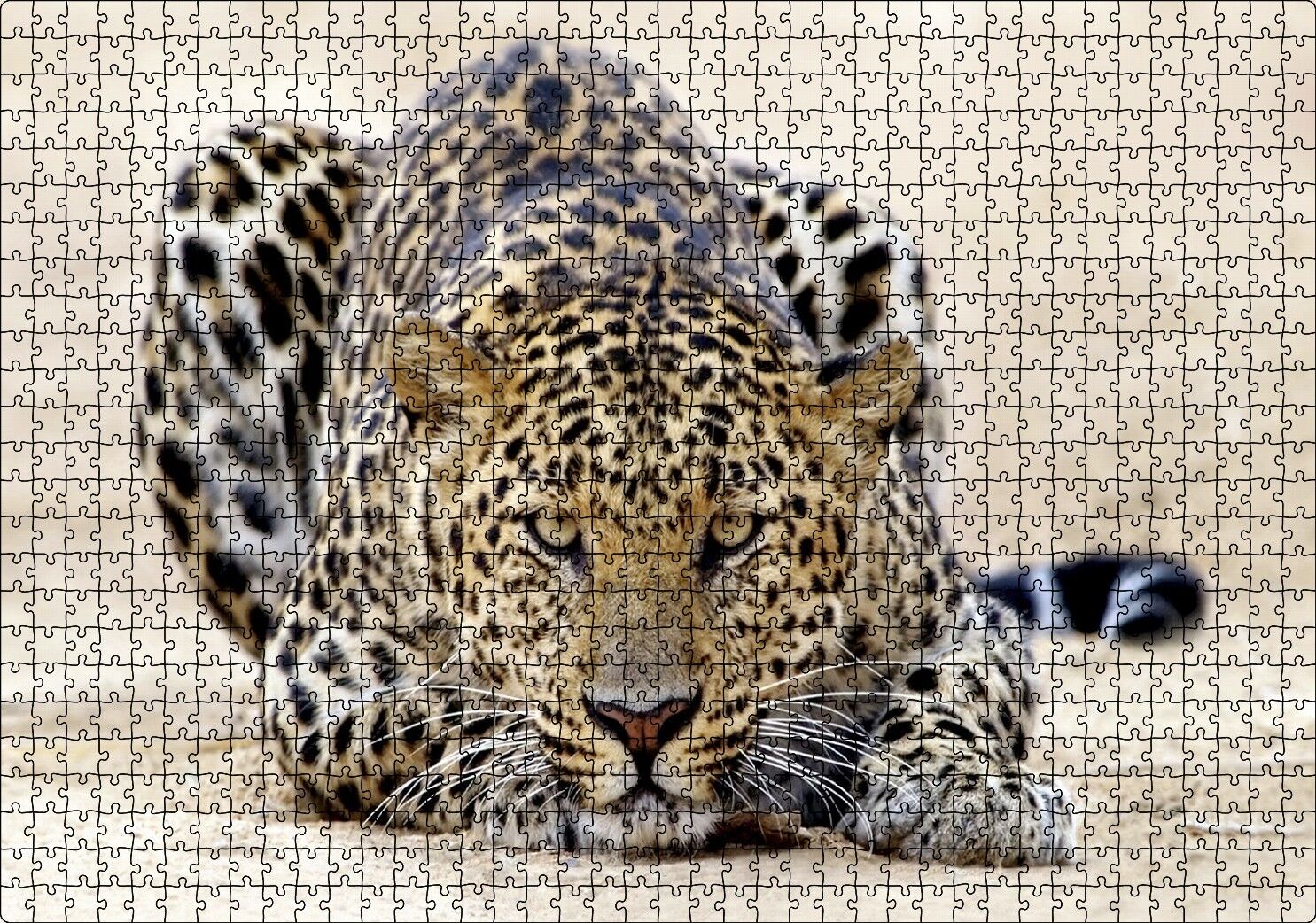 Kumların Üzerinde Pusudaki Leopar Puzzle Yapboz MDF Ahşap 1000 Parça 49 cm X 68 cm