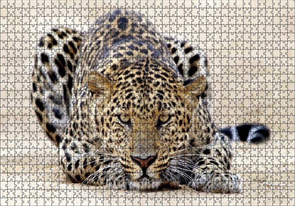 Kumların Üzerinde Pusudaki Leopar Puzzle Yapboz MDF Ahşap 1000 Parça 49 cm X 68 cm
