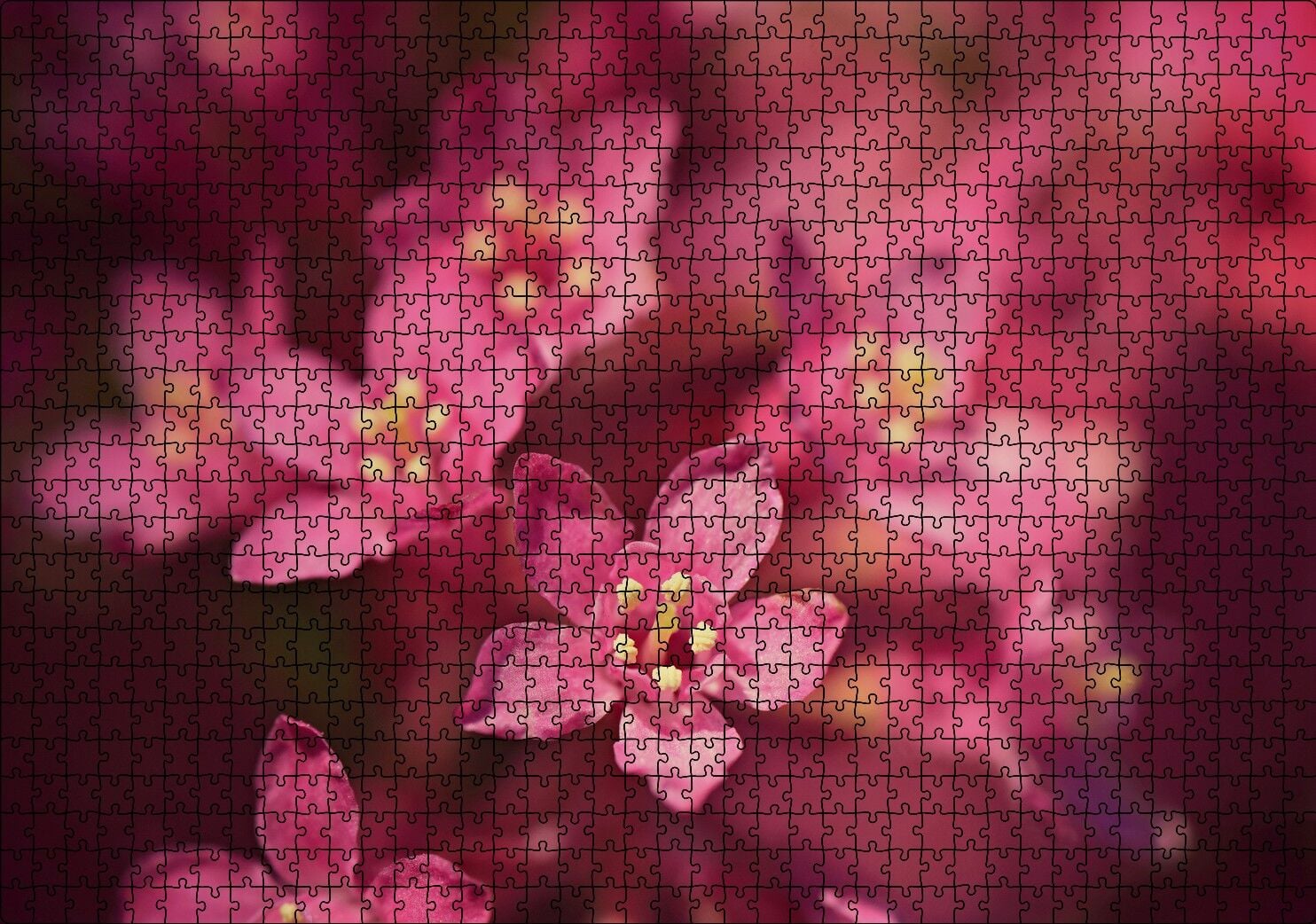 Sarı Tohumlu Kırmızı Çiçekler Yakın Çekim Puzzle Yapboz MDF Ahşap 1000 Parça 49 cm X 68 cm
