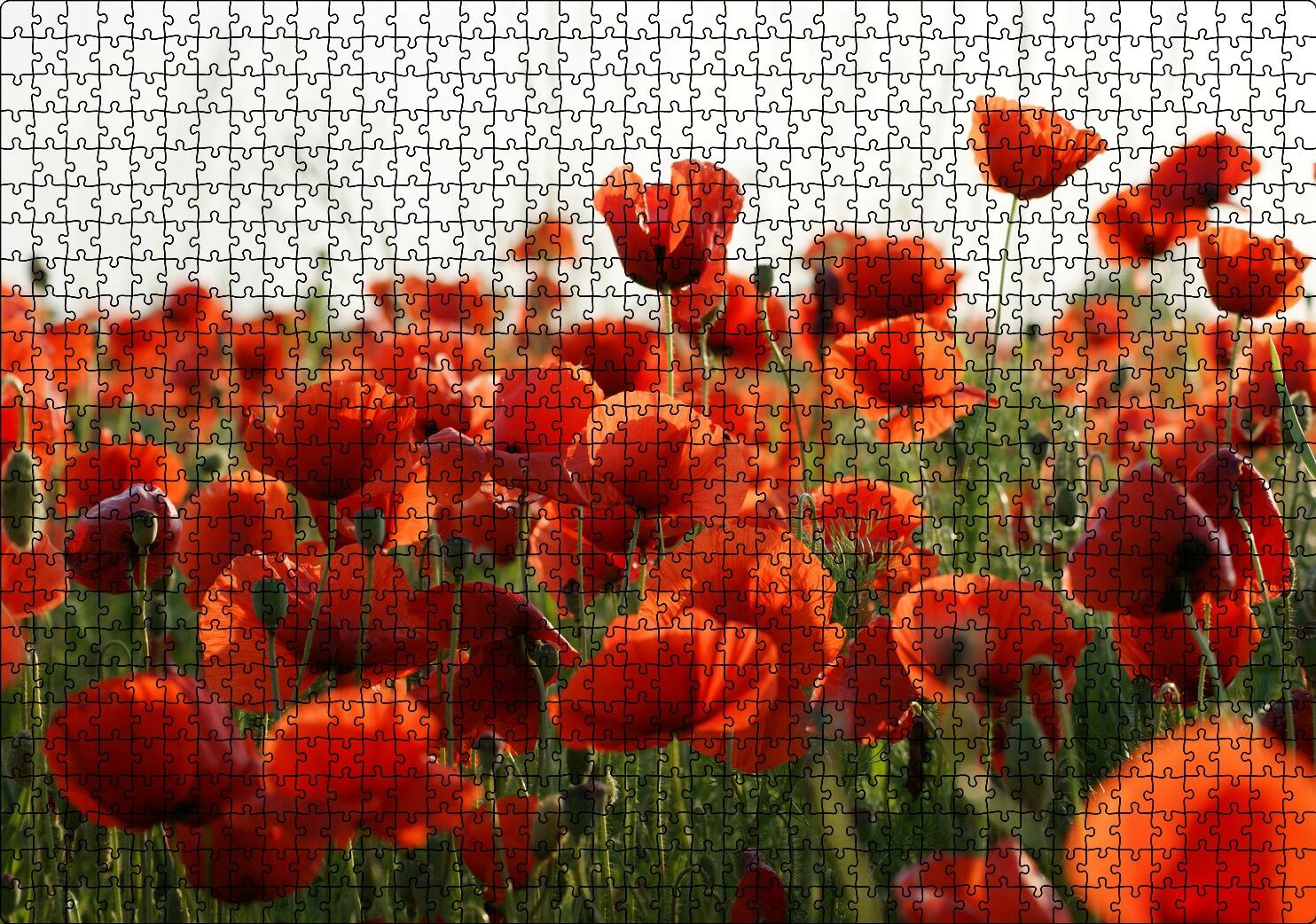 Çayırda Kırmızı Gelincikler Puzzle Yapboz MDF Ahşap 1000 Parça 49 cm X 68 cm