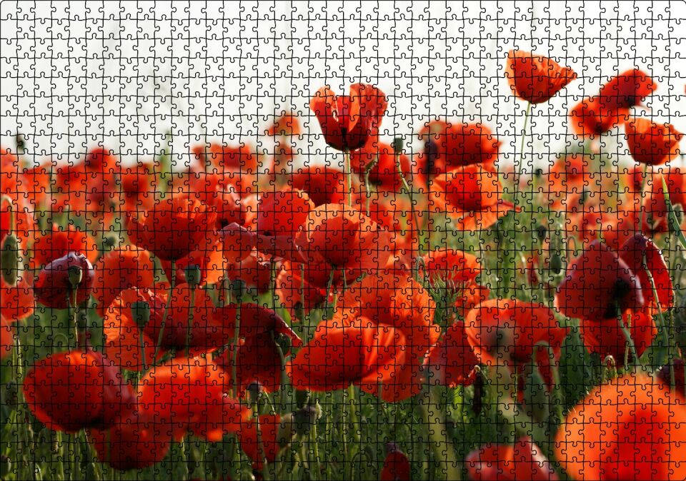 Çayırda Kırmızı Gelincikler Puzzle Yapboz MDF Ahşap 1000 Parça 49 cm X 68 cm