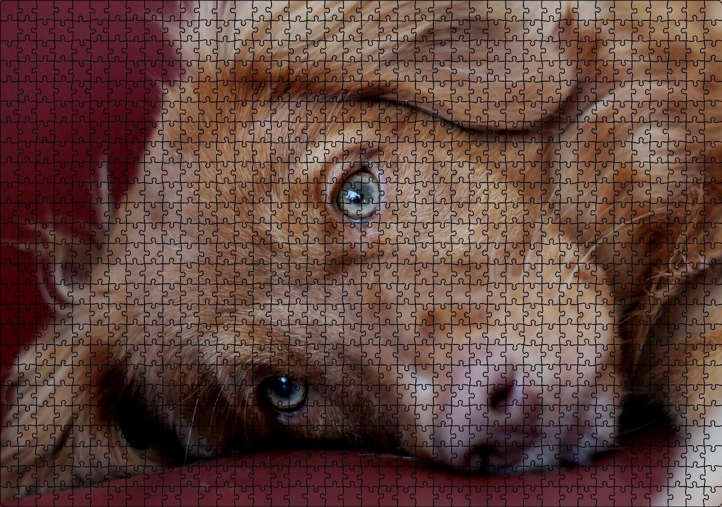 Sevimli Kahverengi Köpek Yakın Çekim Puzzle Yapboz MDF Ahşap 1000 Parça 49 cm X 68 cm