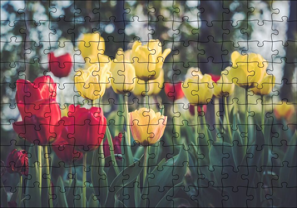 Sarı ve Kırmızı Laleler Flu Arka Plan Puzzle Yapboz MDF Ahşap 120 Parça 24 cm X 34 cm