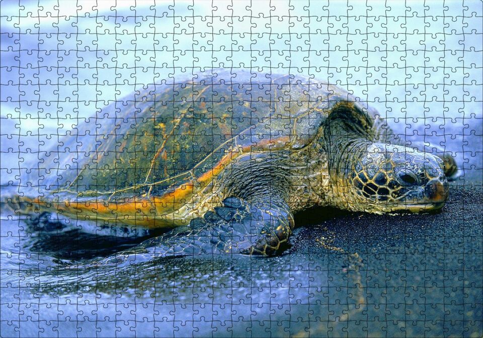 Kumsala Çıkan Caretta Caretta Puzzle Yapboz MDF Ahşap 500 Parça 49 cm X 68 cm
