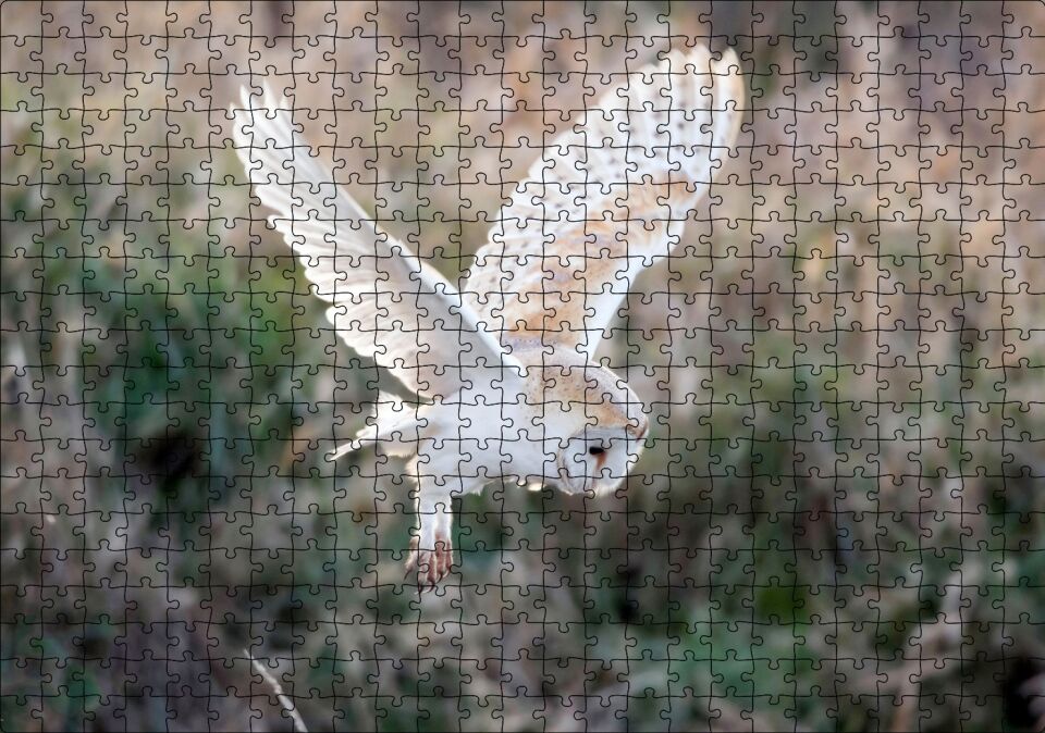 Çayırda Konmaya Hazırlanan Beyaz Baykuş Puzzle Yapboz MDF Ahşap 500 Parça 49 cm X 68 cm