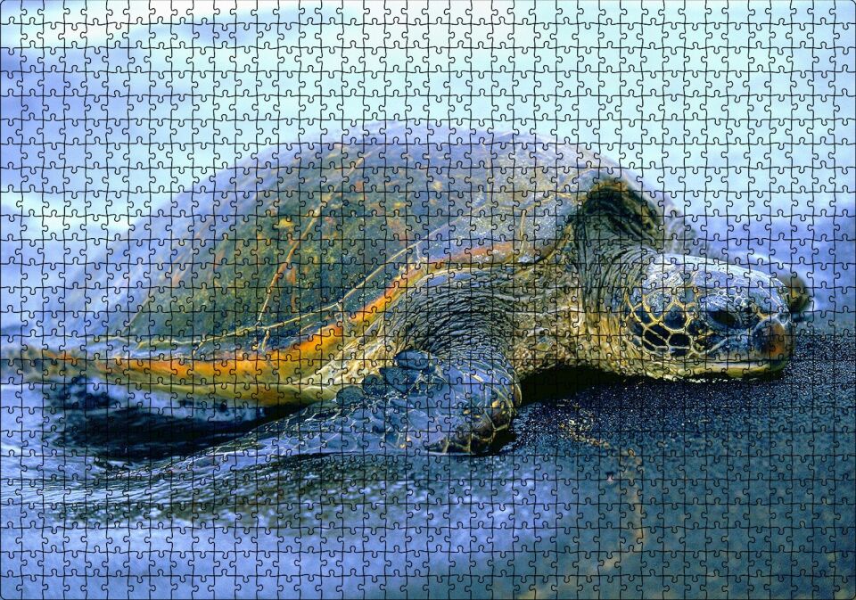 Kumsala Çıkan Caretta Caretta Puzzle Yapboz MDF Ahşap 1000 Parça 49 cm X 68 cm