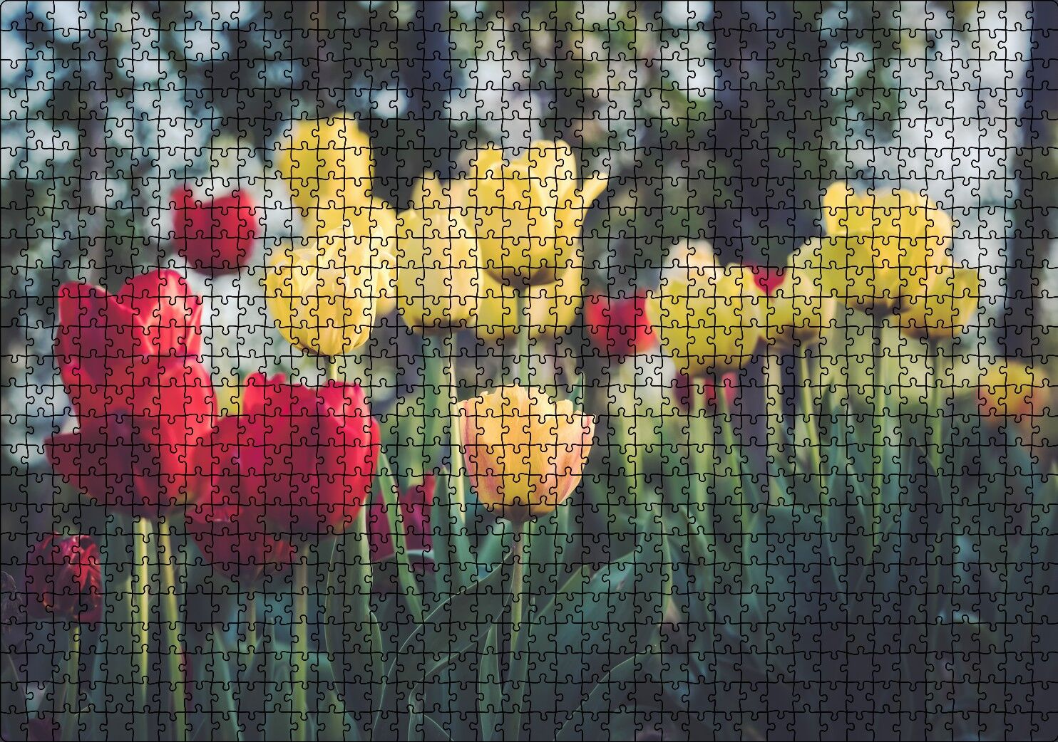 Sarı ve Kırmızı Laleler Flu Arka Plan Puzzle Yapboz MDF Ahşap 1000 Parça 49 cm X 68 cm