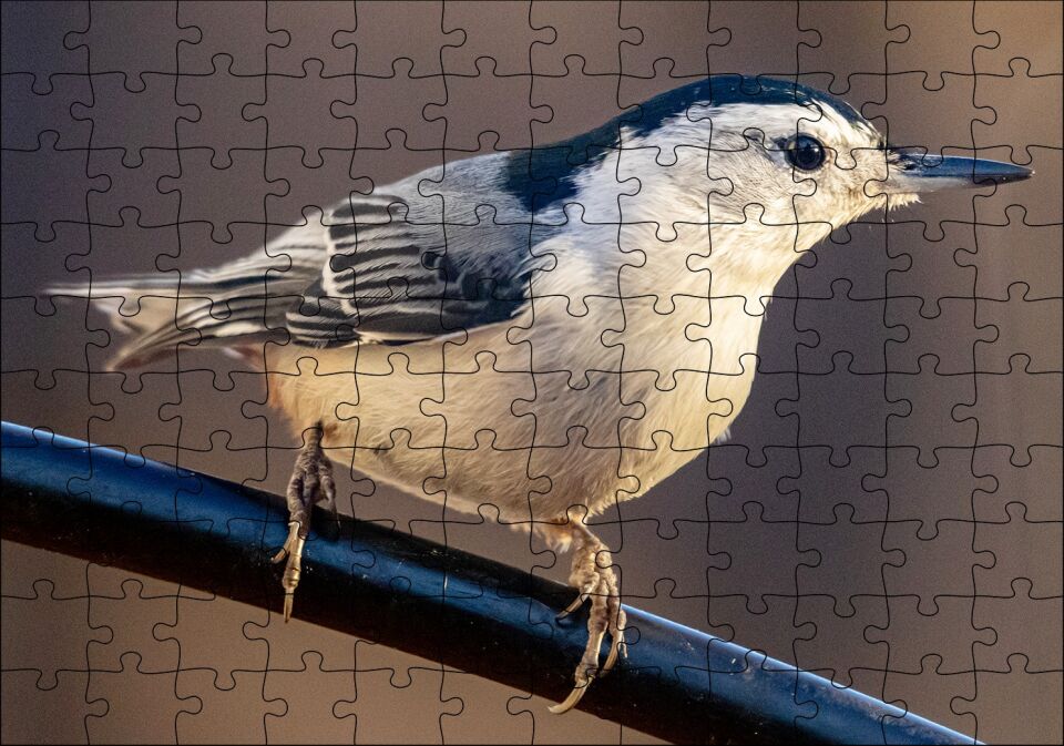 Beyaz Göğüslü Sıvacı Kuşu Görseli Puzzle Yapboz MDF Ahşap