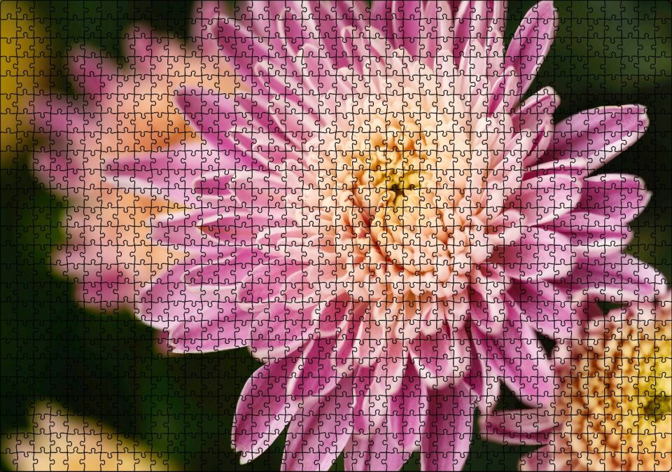 Sarı ve Pembe Çiçek Yakın Çekim Flu Arka Plan Puzzle Yapboz MDF Ahşap 1000 Parça 49 cm X 68 cm