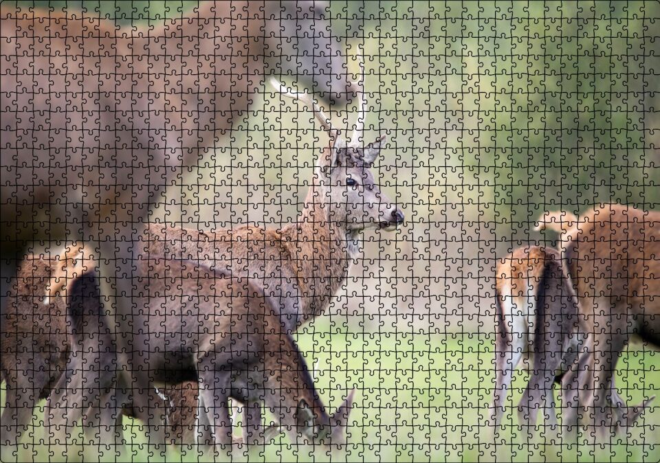Çayırda Otlayan Ren Geyikleri Puzzle Yapboz MDF Ahşap 1000 Parça 49 cm X 68 cm