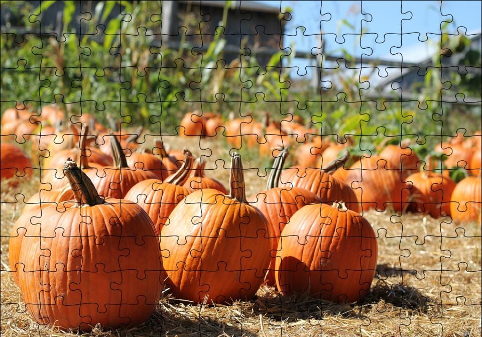 Tarlada Toplanmayı Bekleyen Kabaklar Puzzle Yapboz MDF Ahşap 120 Parça 24 cm X 34 cm