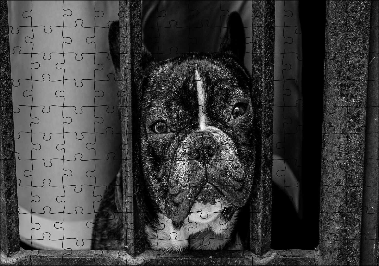 Buldog Köpek Irkı Parmaklıklar Ardında Görseli Puzzle Yapboz MDF Ahşap