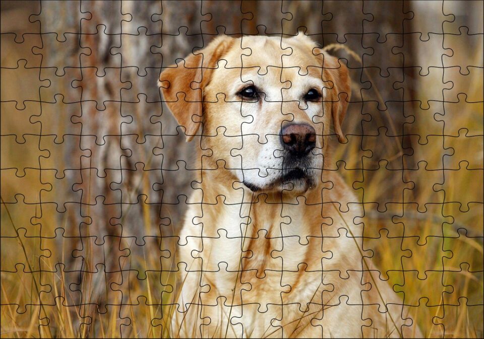 Kuru Otların Arasındaki Labrador Puzzle Yapboz MDF Ahşap