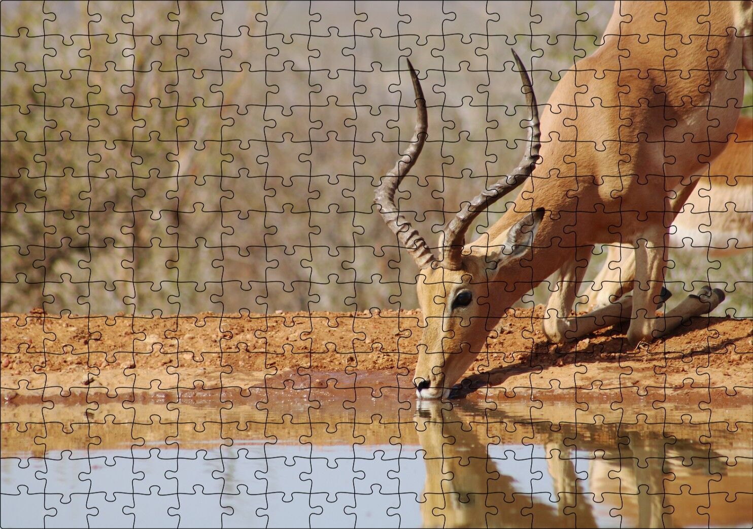 Savanada Diz Çökmüş Su İçen İmpala Puzzle Yapboz MDF Ahşap 255 Parça 34 cm X 49 cm