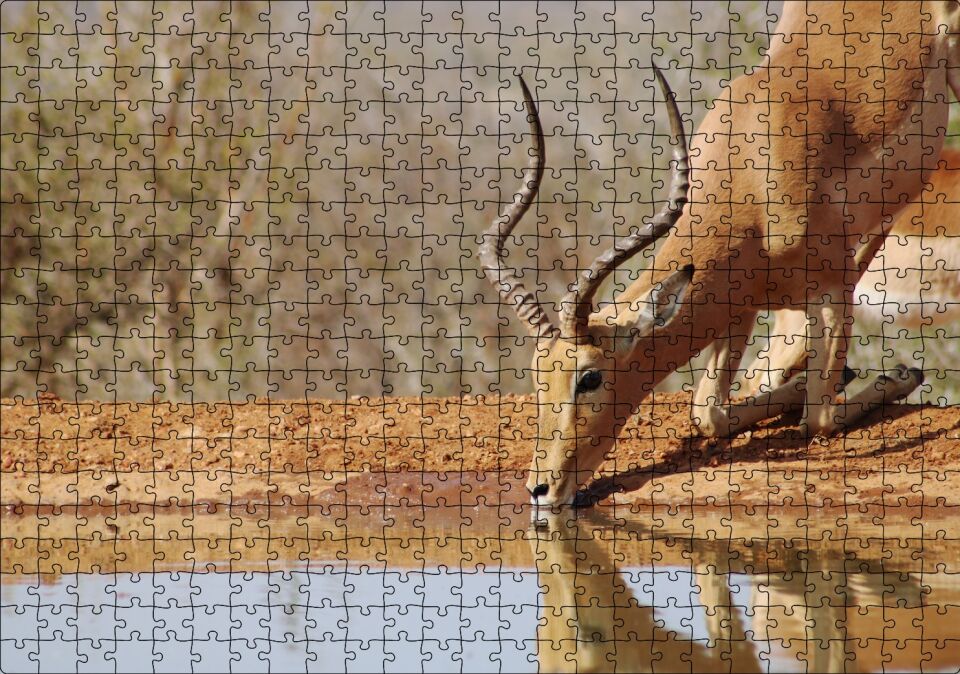 Savanada Diz Çökmüş Su İçen İmpala Puzzle Yapboz MDF Ahşap 500 Parça 49 cm X 68 cm