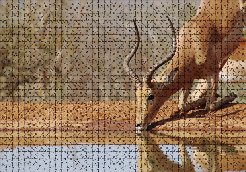 Savanada Diz Çökmüş Su İçen İmpala Puzzle Yapboz MDF Ahşap 1000 Parça 49 cm X 68 cm