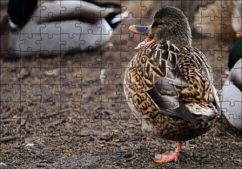 Tek Ayak Üzerinde Duran Ördek Yavrusu Puzzle Yapboz MDF Ahşap 120 Parça 24 cm X 34 cm