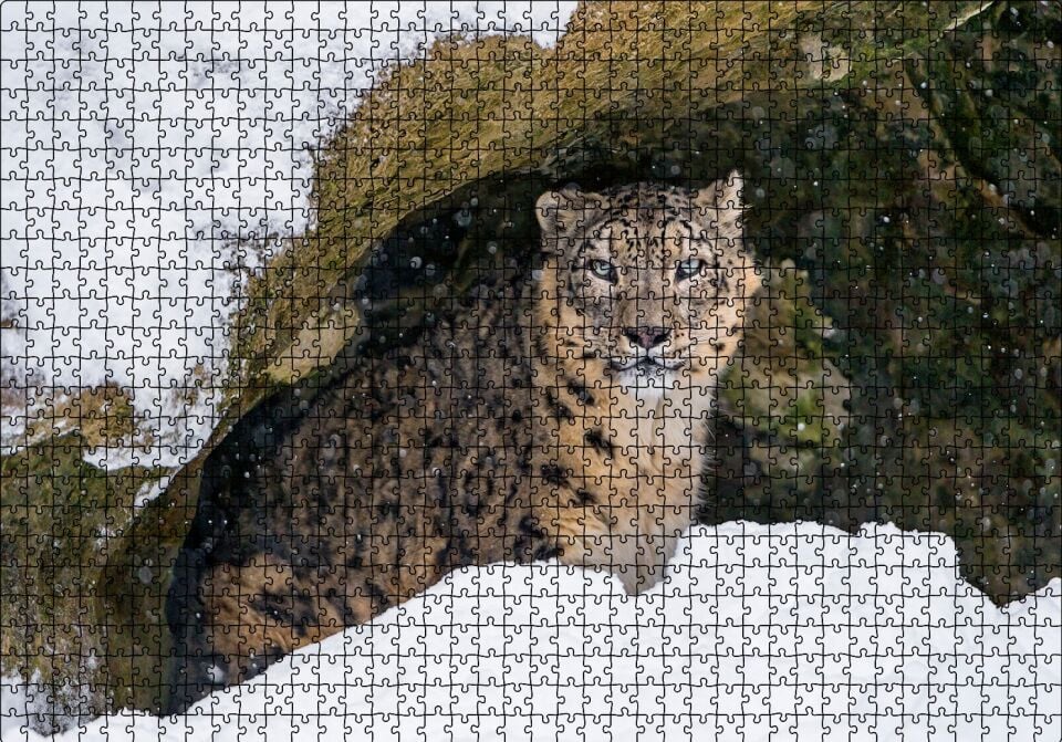 Mağara Ağzında Kar Leoparı Puzzle Yapboz MDF Ahşap 1000 Parça 49 cm X 68 cm