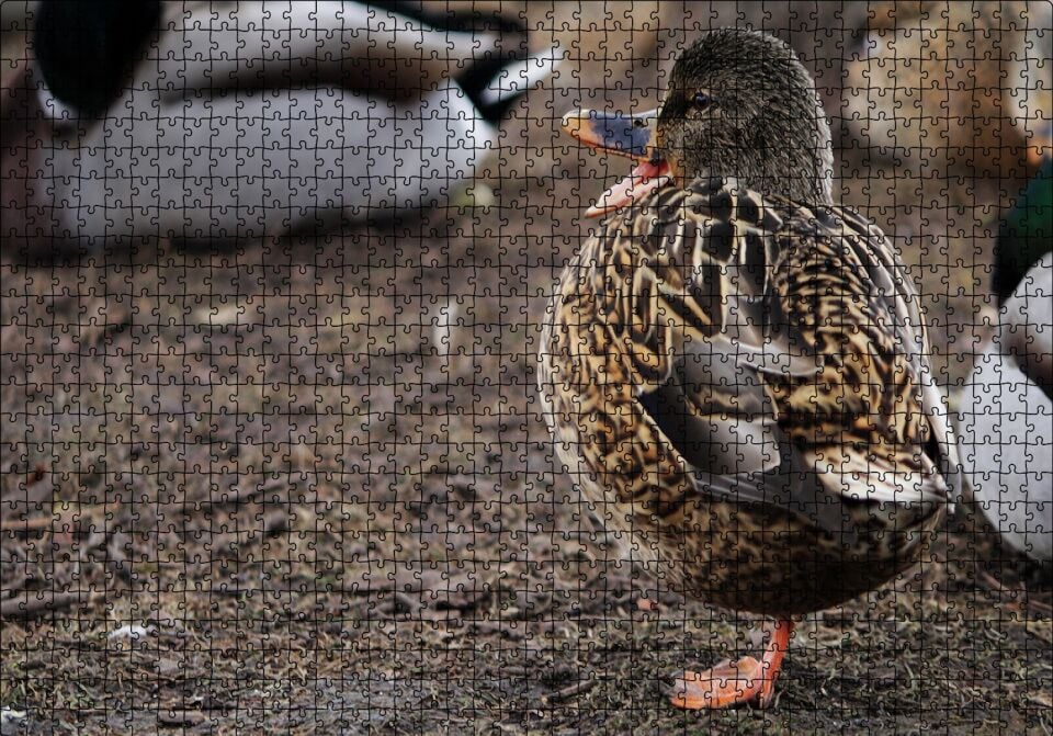 Tek Ayak Üzerinde Duran Ördek Yavrusu Puzzle Yapboz MDF Ahşap 1000 Parça 49 cm X 68 cm