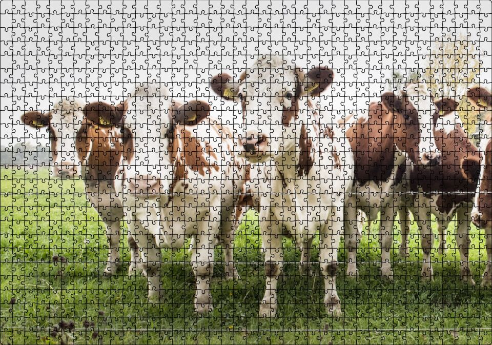 Çayırda Tel Örgünün Kenarında İnekler Puzzle Yapboz MDF Ahşap 1000 Parça 49 cm X 68 cm